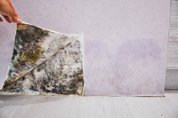 Water Damage Restoration in Whitesboro, NY